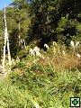 thn_NZ leden-unor 2006 228.jpg